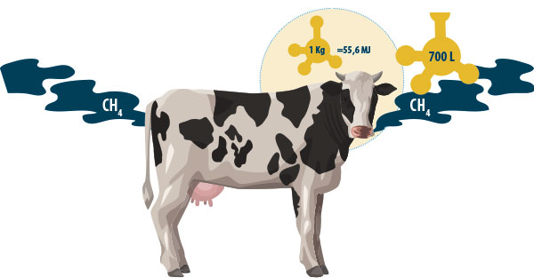 vaca-gases