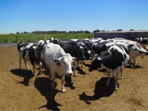 vacas