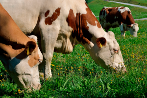 animales UE