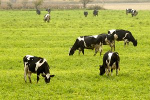 vacas