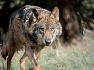 lobos ovejas