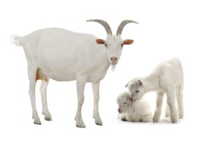 Cria cabritos