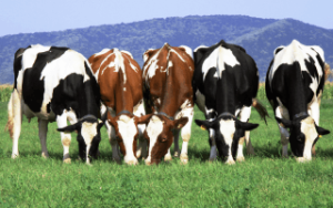 agricultores holandeses