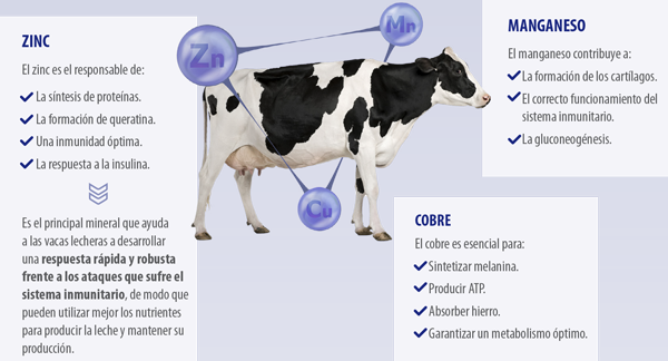 vacas lecheras