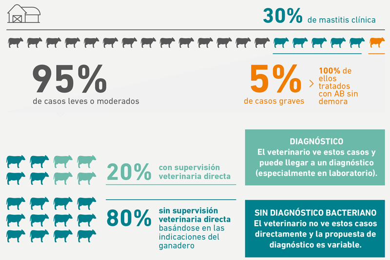 mastitis