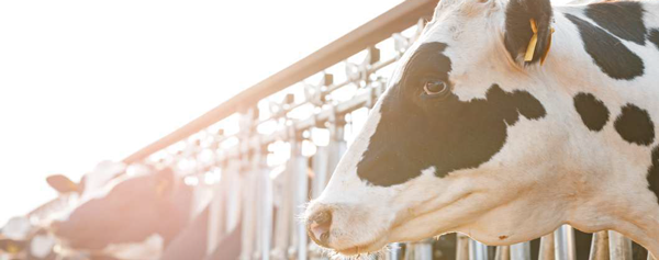mastitis