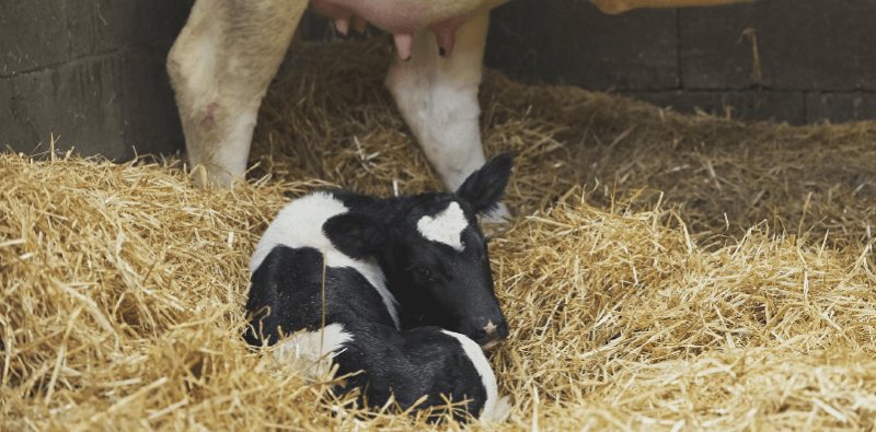 concepción en vacas