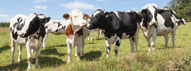 concepción en vacas