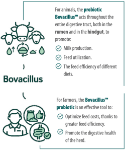 Bovacillus