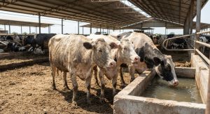 estres-termico-vacas