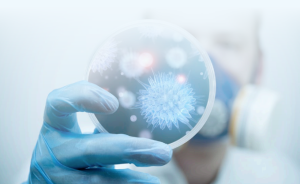 Virus Shamonda