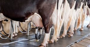La producción de leche